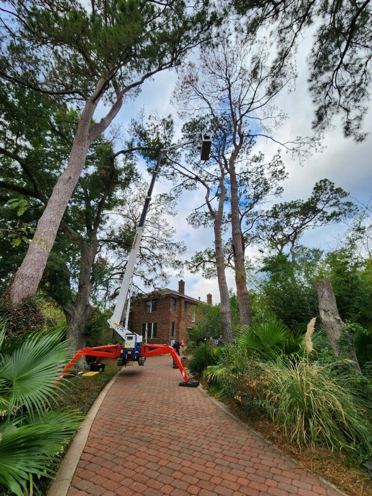 Tree trimming services