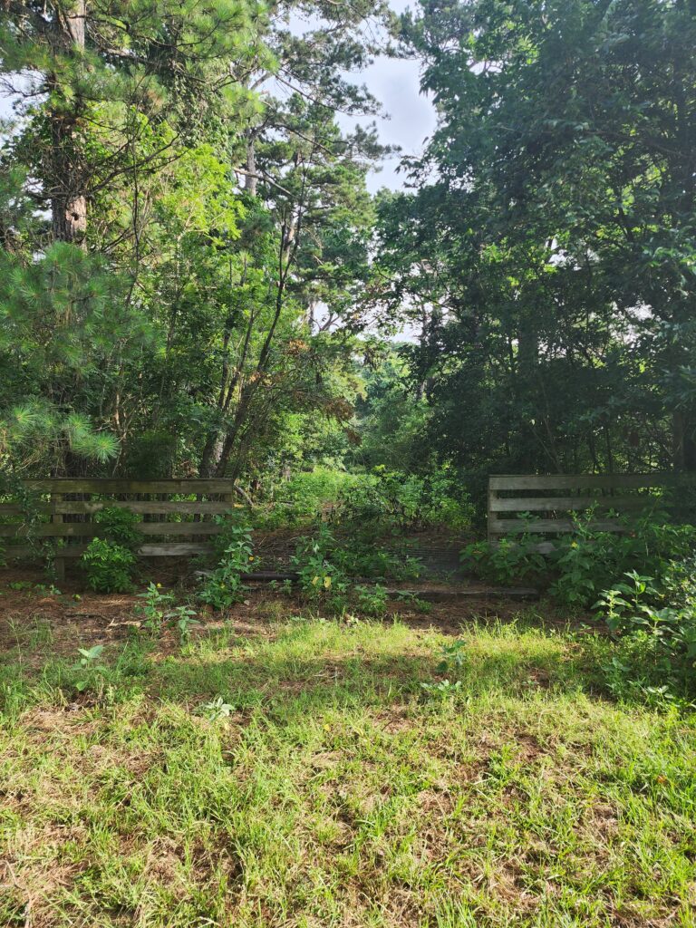 Lot Clearing