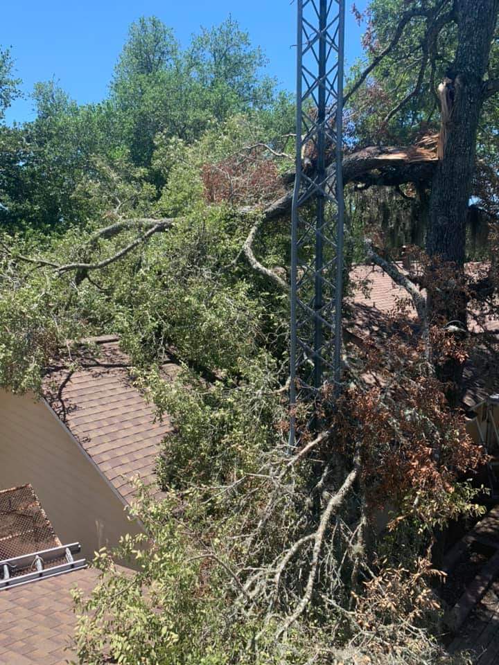 Fallen Limbs