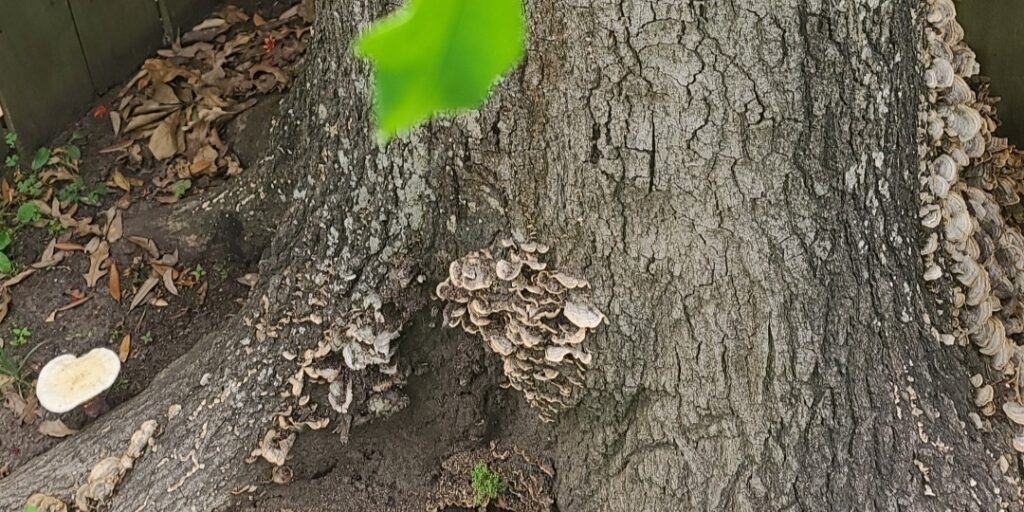 Tree fungus