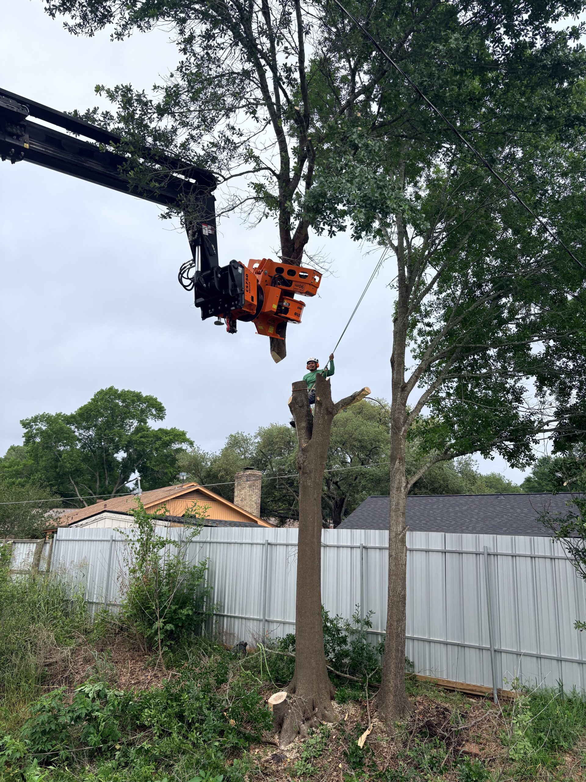 Tree removal