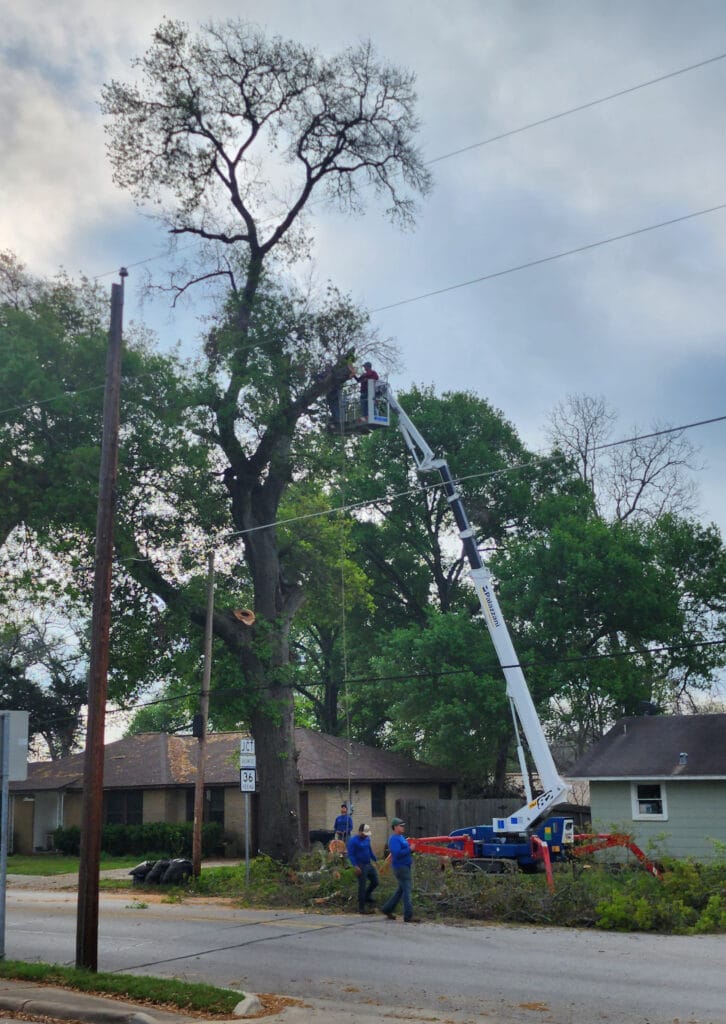 Texas Tree Arborist Services