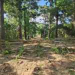 Selective lot clearing