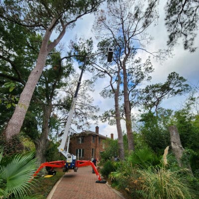 Arborist Services