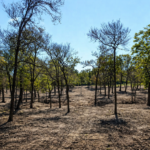 Brush Clearing