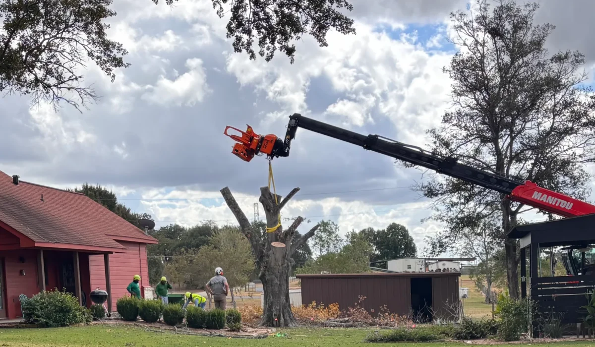 Tree removal