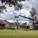 Tree removal