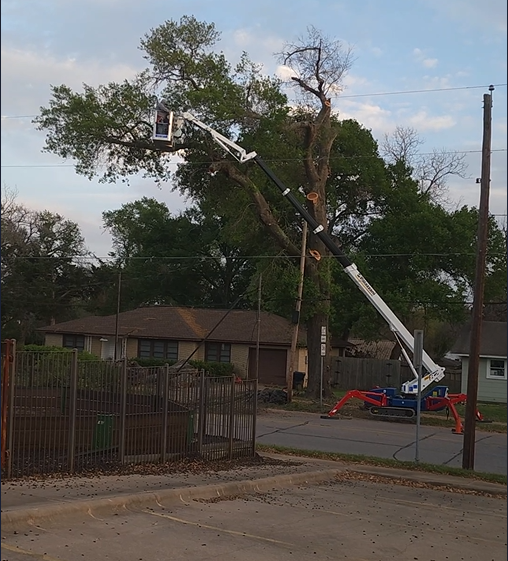 tree removal