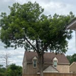 Tree trimming austin county