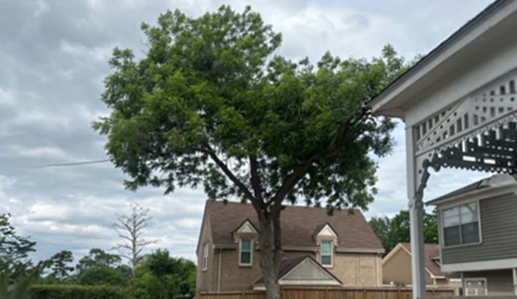 Tree trimming austin county
