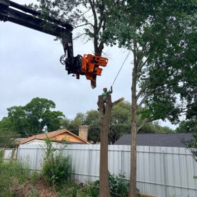 Tree removal